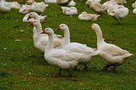 geese-white-cute-plumage-animal-985169.jpg