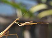 praying-mantis-bug-colorful-rain-1552160.jpg