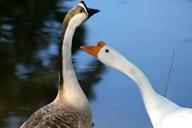 geese-water-nature-outside-366584.jpg