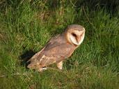 barn-owl-these-albums-owl-predator-564498.jpg