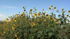 sunflowers-flower-field-nature-1123071.jpg