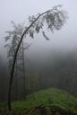 deciduous-tree-fog-trees-log-1464136.jpg