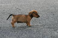 puppy-dog-sausage-brown-tiny-315971.jpg