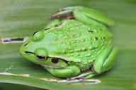 frog-green-frog-small-green-frog-597876.jpg