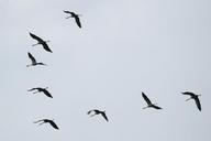 cranes-flock-of-birds-534930.jpg