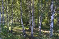 birch-trees-forest-birch-sweden-982329.jpg