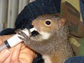 squirrel-feeding-baby-nature-557414.jpg