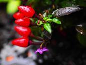 ornamental-peppers-fruits-694041.jpg