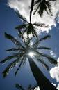 palm-trees-hawaii-sky-blue-sun-580394.jpg