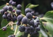 berries-plant-floral-fruit-tree-233013.jpg