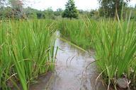 grassland-streams-creek-572096.jpg