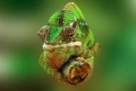 chameleon-reptile-lizard-green-540655.jpg