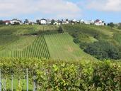 vineyards-landscape-winegrowing-465405.jpg