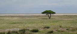 namibia-etosha-tree-landscape-1350151.jpg