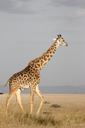 giraffe-tall-mammal-africa-171318.jpg