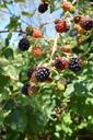 blackberries-food-fruit-wild-363228.jpg