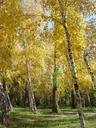 birch-autumn-park-trees-559824.jpg