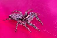 jumping-spiders-insect-macro-spider-1180811.jpg