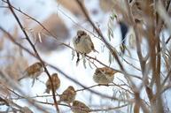 sparrow-bird-animal-nature-292637.jpg