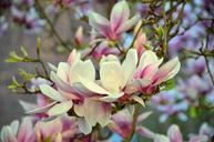 magnolia-magnolia-tree-flowers-pink-723801.jpg