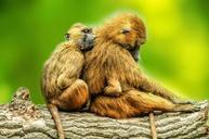 animals-baboons-brown-couple-day-314689.jpg