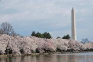 washington-monument-tree-cherry-18052.jpg