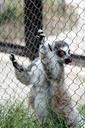 lemur-language-zoo-animal-1150157.jpg