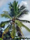 coconut-palm-tree-tropical-summer-460227.jpg