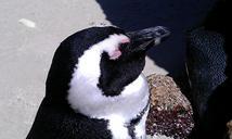 south-africa-boulders-beach-penguin-941224.jpg