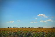 sunflowers-sky-yellow-flower-956977.jpg