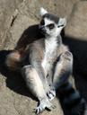 lemur-zoo-animal-1434508.jpg