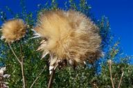 Globe_Artichoke_seed-head.png