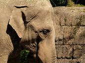 elephant-indian-elephant-pachyderm-476525.jpg