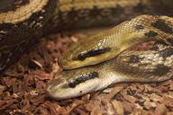 snakes-reptiles-vivarium-head-770595.jpg