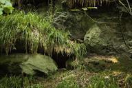 moos-rocks-ferns-earth-fairy-tale-1636664.jpg