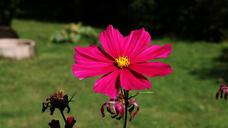 primrose-flower-magenta-pink-red-440951.jpg