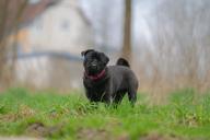 dog-out-meadow-animal-pet-1407594.jpg