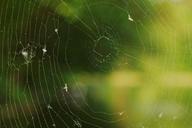 spider-web-arachnid-insect-nature-932356.jpg