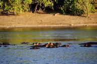 hippo-hippopotamus-river-water-73141.jpg