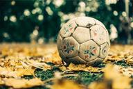 soccer-ball-sports-leaves-grass-698553.jpg