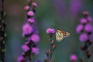 monarch-butterfly-flower-761614.jpg