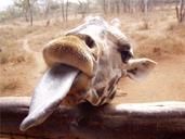 giraffe-long-tongue-eating-animals-518252.jpg