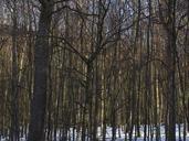 forest-trees-deciduous-forest-1024887.jpg