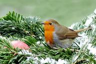 robin-erithacus-rubecula-bird-1149855.jpg