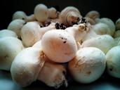 mushrooms-fungi-minerals-food-top-1135382.jpg