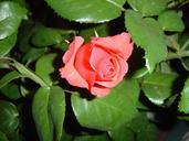 rose-pink-flower-springtime-nature-262410.jpg