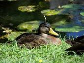 duck-nature-wildlife-bird-water-631418.jpg