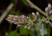 nature-flowers-wisteria-buds-727530.jpg