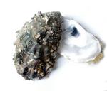 oyster-eat-sea-delicacy-gourmet-1556763.jpg