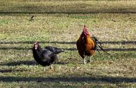 rooster-hen-chickens-running-farm-1245389.jpg